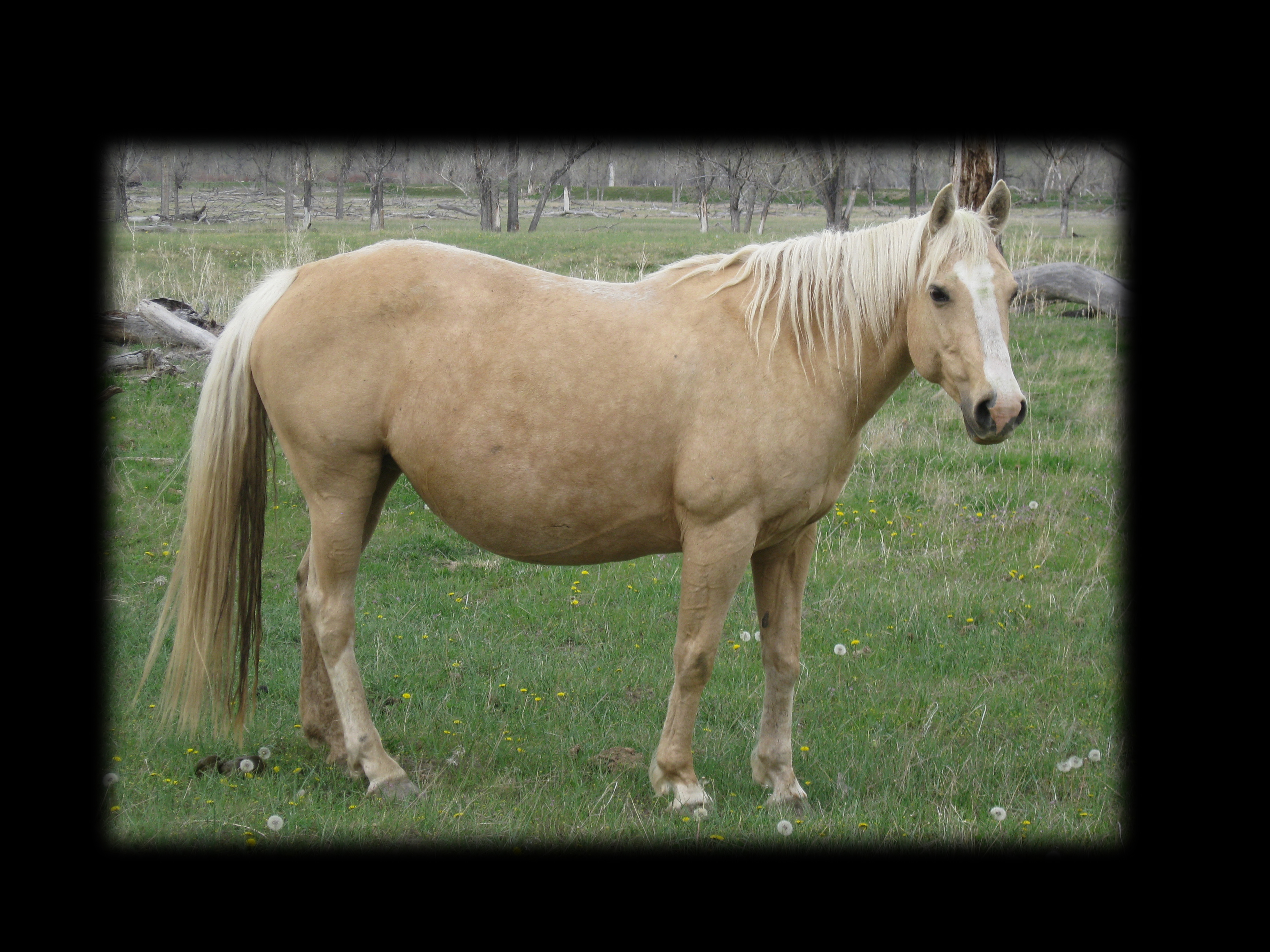 New Holly Harlow waiting to deliver her 2011 foal. Hollywood Gold and King breeding